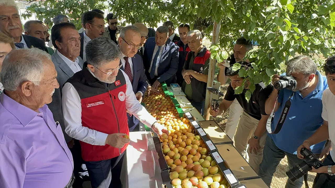 Malatya'da Kayısı Bahçelerinde Bakan Yumaklı Hasada Katıldı!