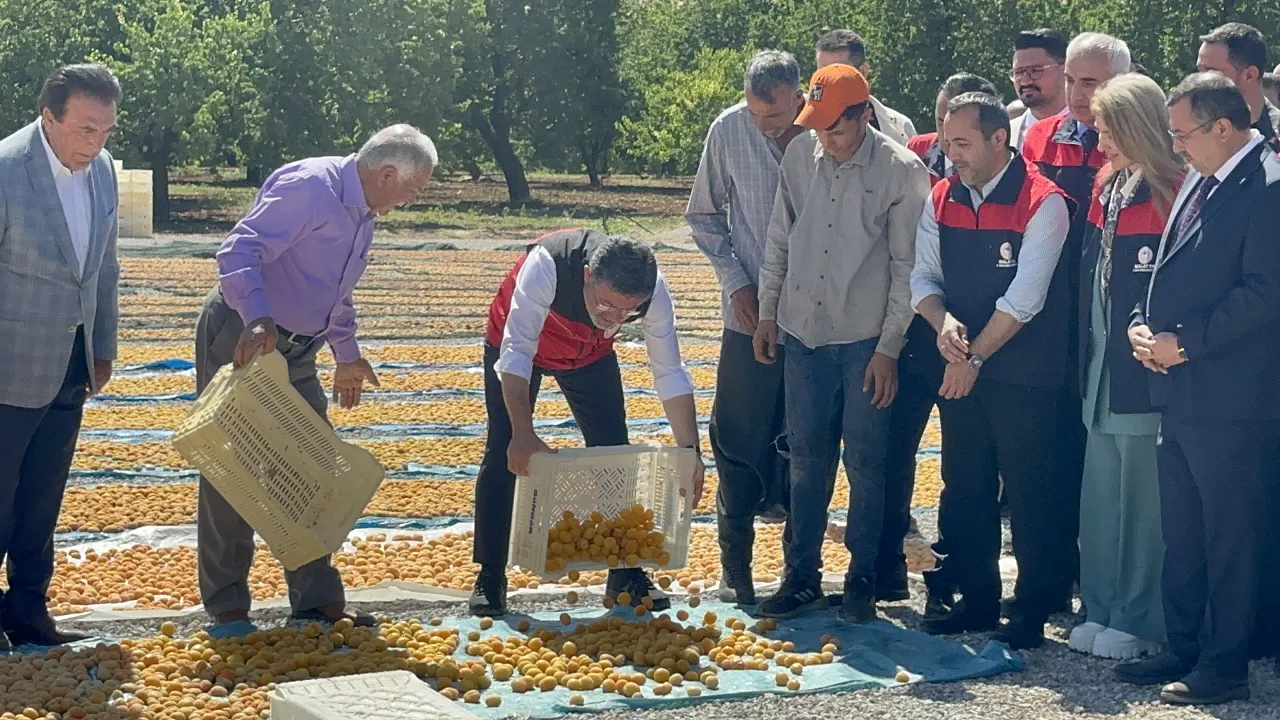 Malatya'da Kayısı Bahçelerinde Bakan Yumaklı Hasada Katıldı!
