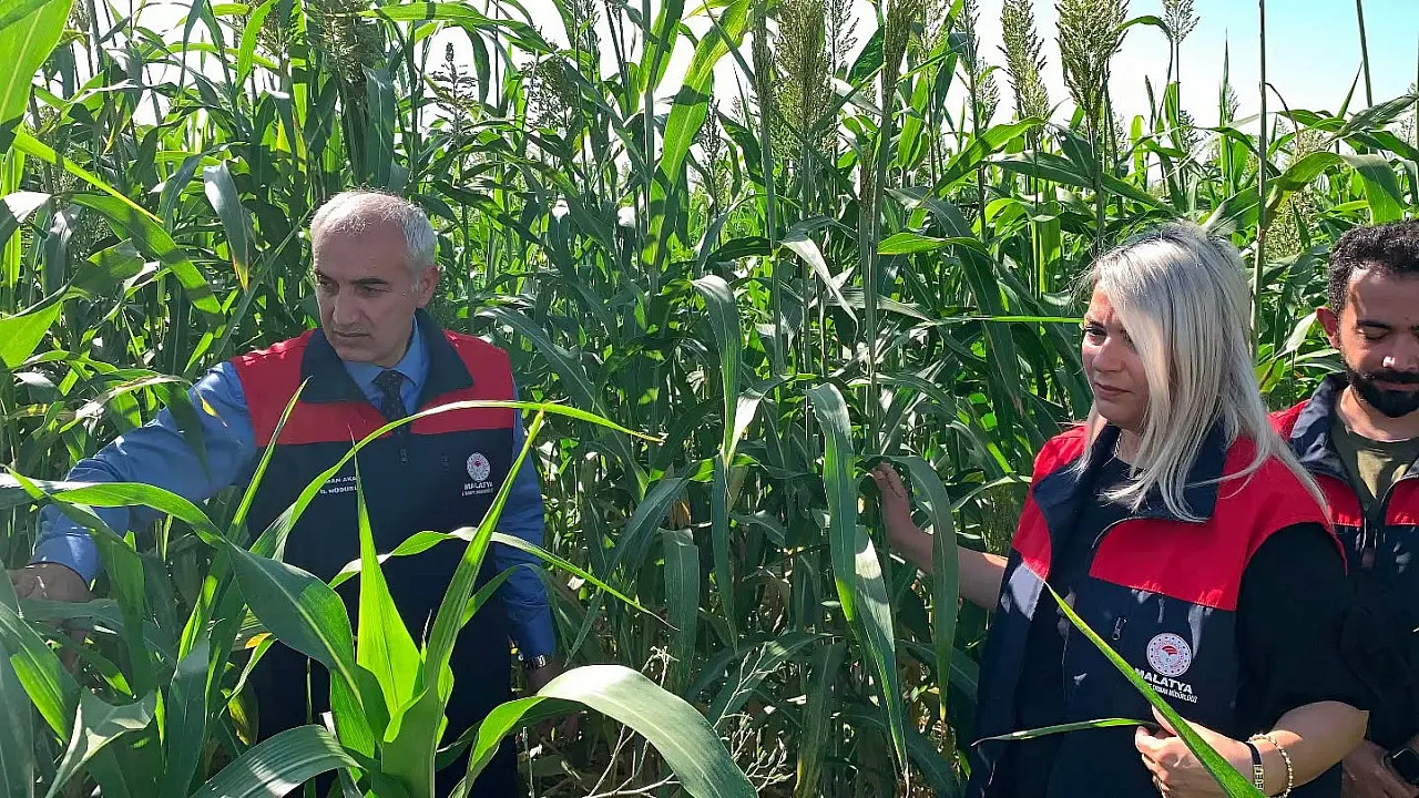 Malatya'da Hayvancılığı Değiştirecek Proje! Tarlalarda İlk Sonuçlar Geldi