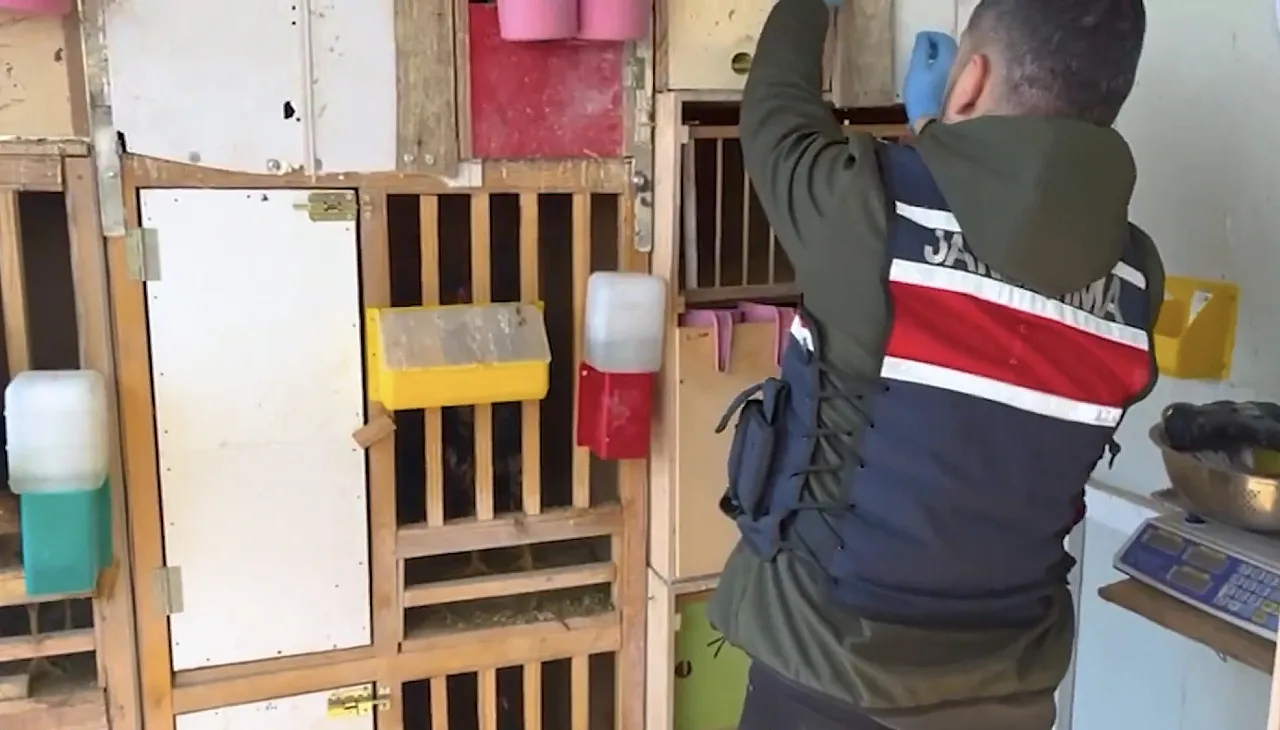 Doğanşehir'de Jandarmadan Silah Operasyonu! Keklik Kafesinden Tabanca Çıktı