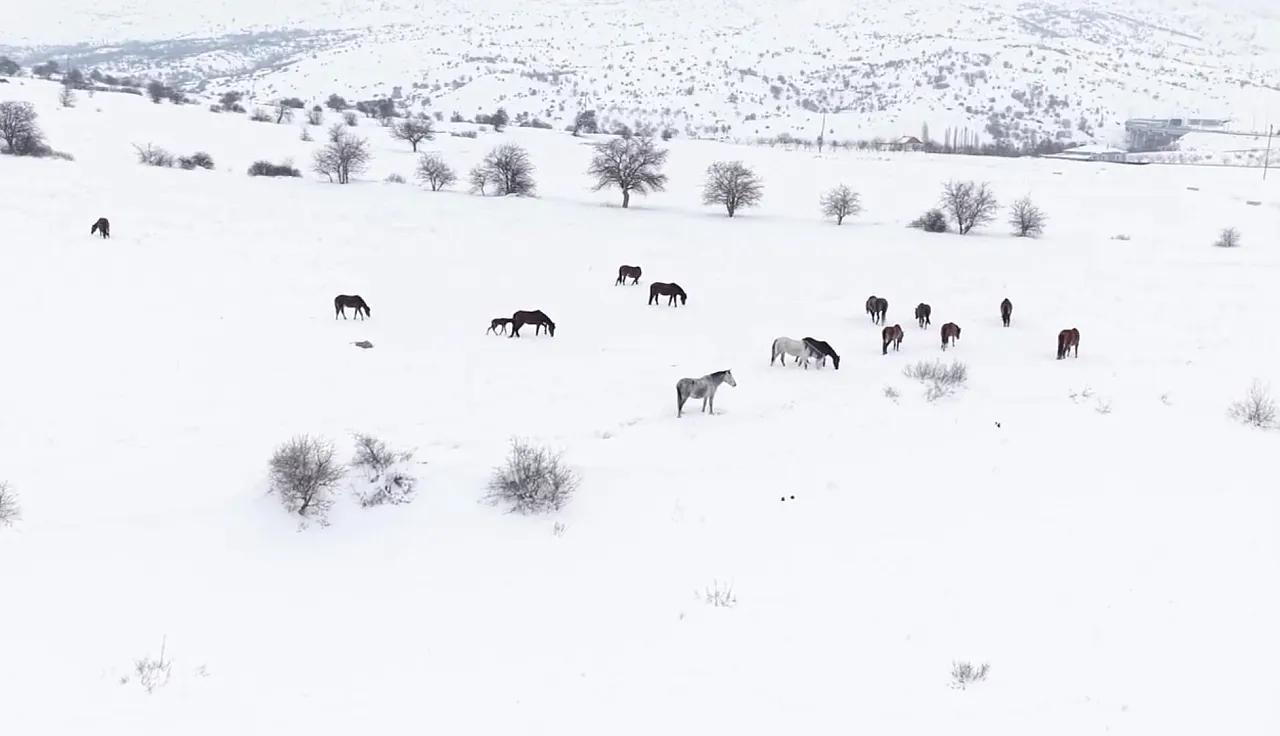 Malatya'da Yılkı Atlarına Kar Mesaisi!