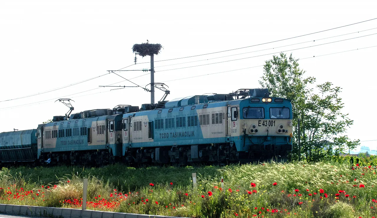 Malatya Semalarında Yavru Leylekler Ortaya Çıktı!