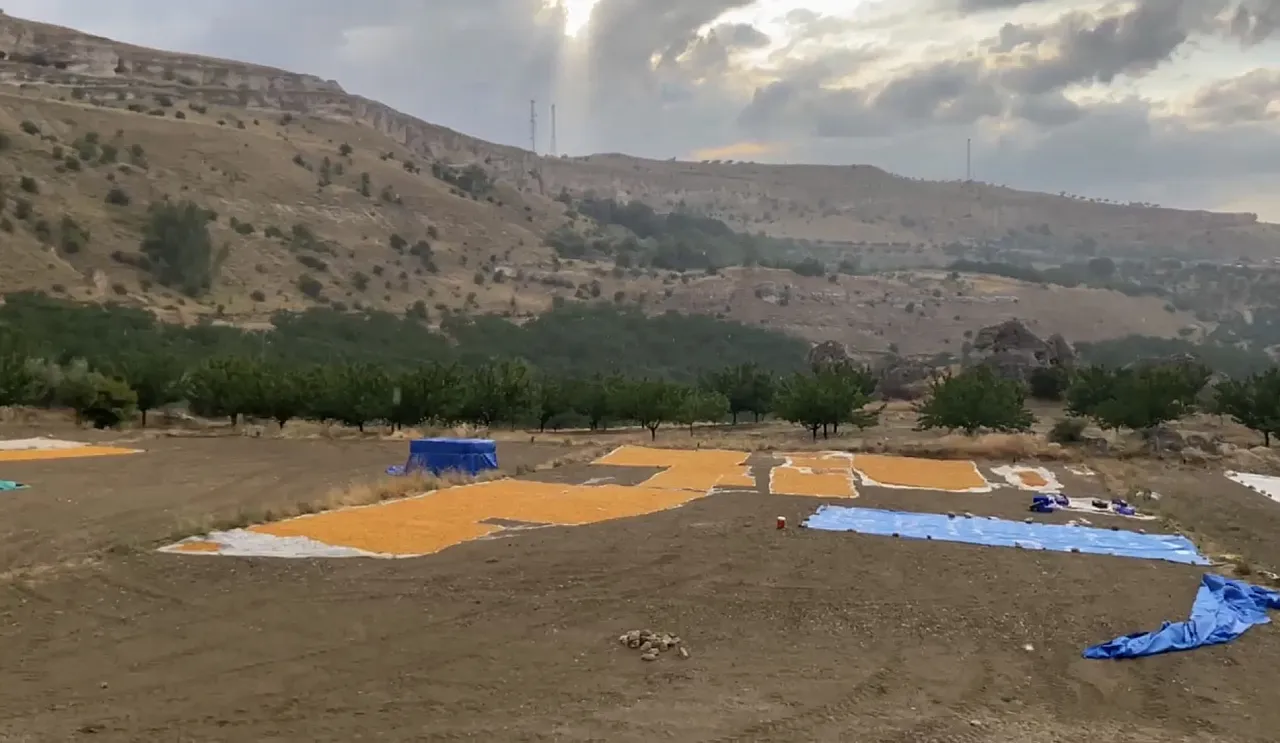 Malatya'da Sağanak Kayısı Üreticisini Vurdu! Hekimhan'da Sergenlerdeki Ürünler Zarar Gördü