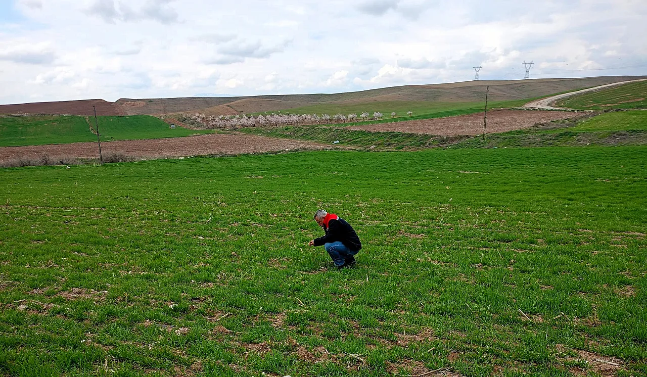 Hasatta Verim Kaybına Geçit Yok: Teknik Ekipler Boyaca'da Çiftçilerle Buluştu!
