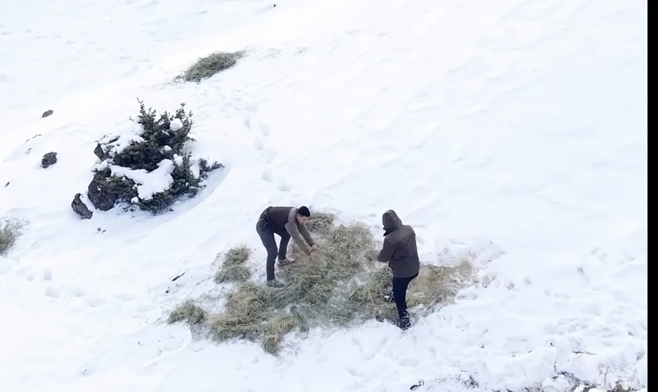 Malatya'da Yılkı Atlarına Kar Mesaisi!