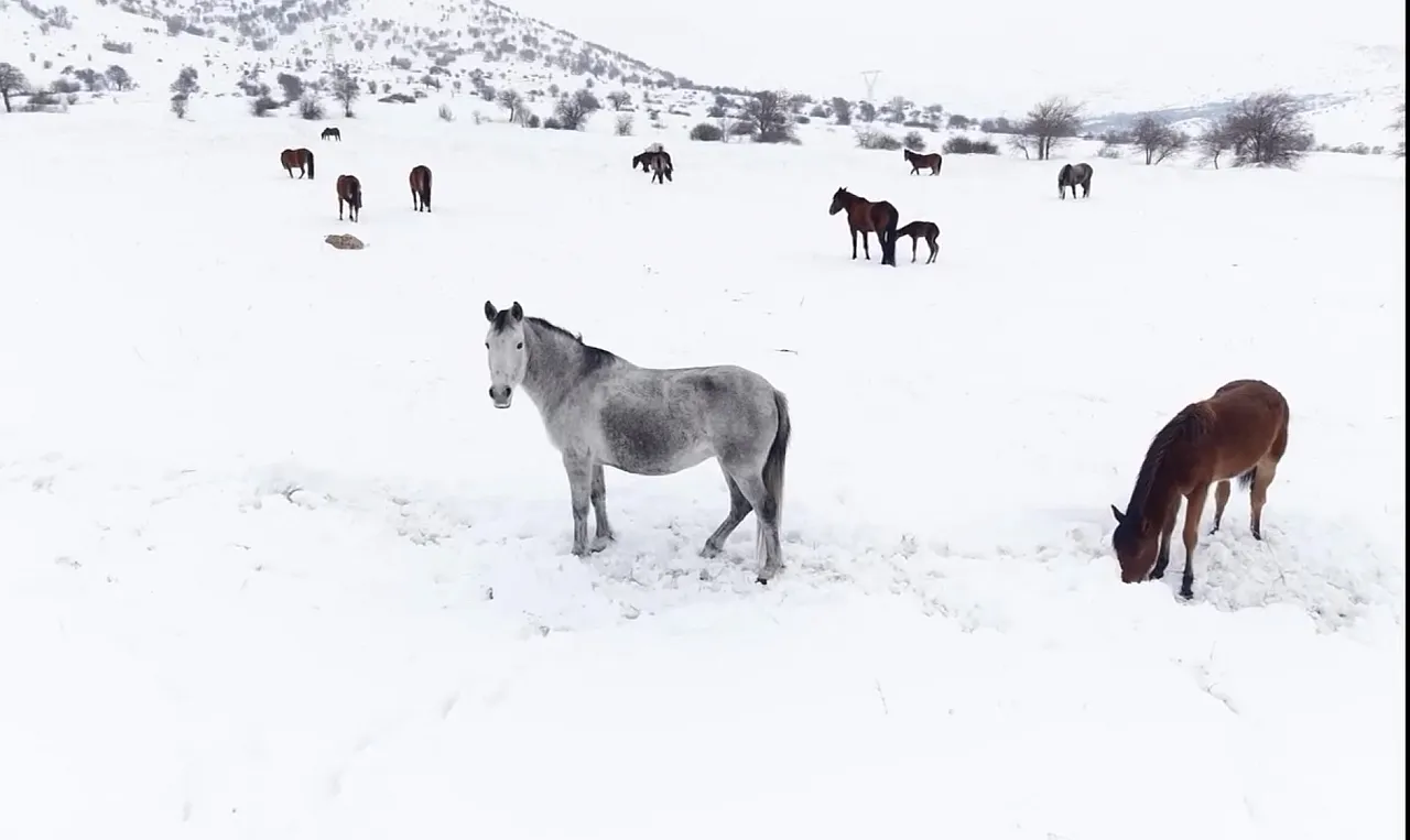 Malatya'da Yılkı Atlarına Kar Mesaisi!