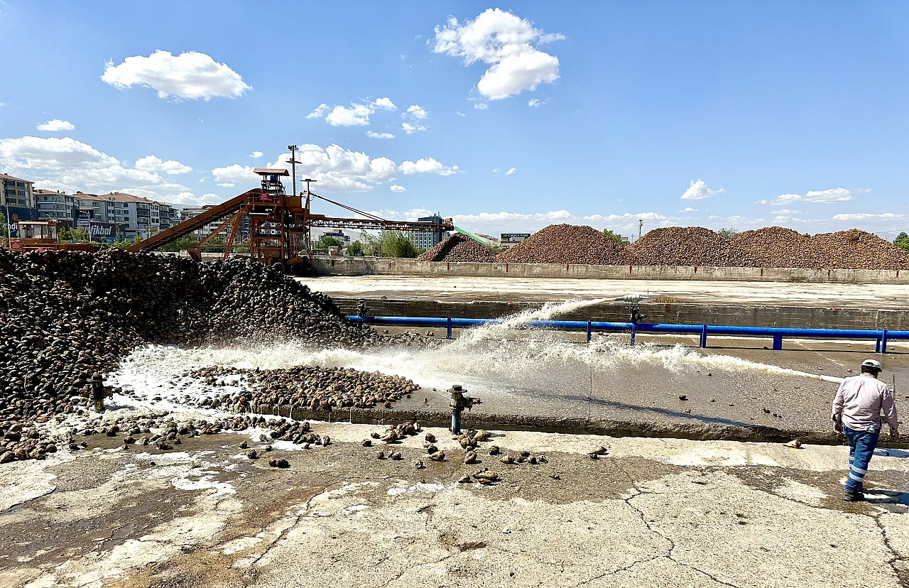 Malatya'da zirai dondan sonra pancar nefes oldu