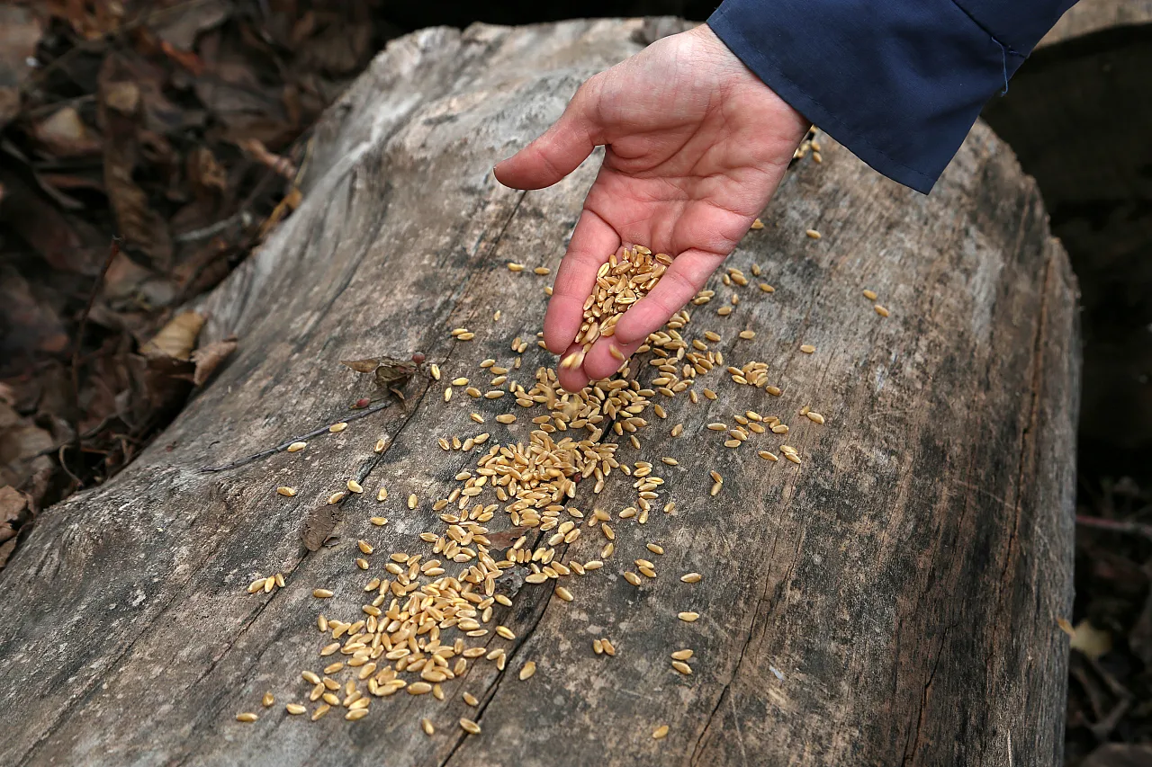 Malatya'da Yaban Hayvanlarına Yem Desteği