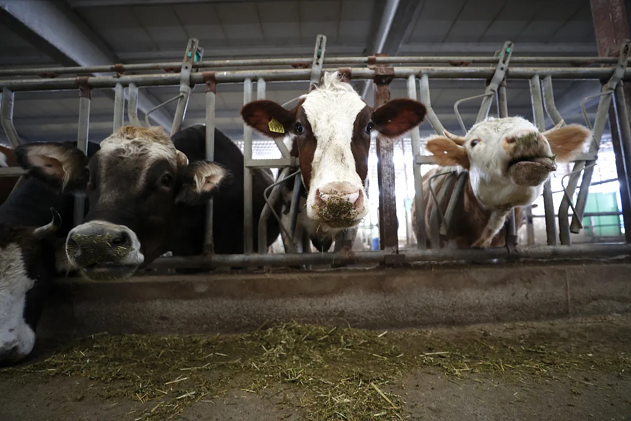 Malatya'da Bir Üreticinin Umut Yolculuğu! 17 Kayıptan 400'e Yükseldi