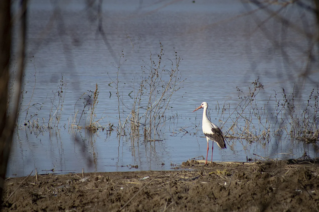 Karakaya Barajı'nda Bahar Mesaisi: Göç Yolundaki Leylekler Yuvalarına Döndü!