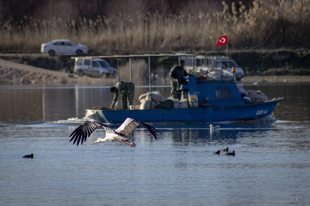 Karakaya Barajı'nda Bahar Mesaisi: Göç Yolundaki Leylekler Yuvalarına Döndü!