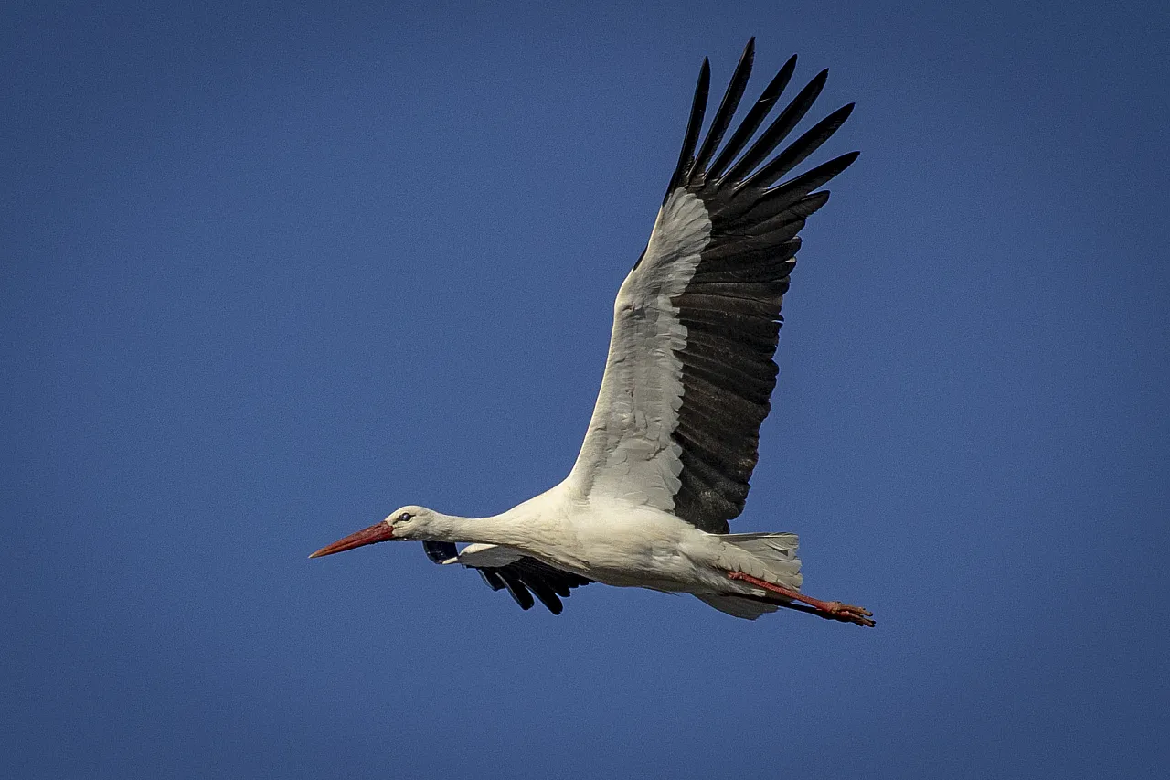 Karakaya Barajı'nda Bahar Mesaisi: Göç Yolundaki Leylekler Yuvalarına Döndü!