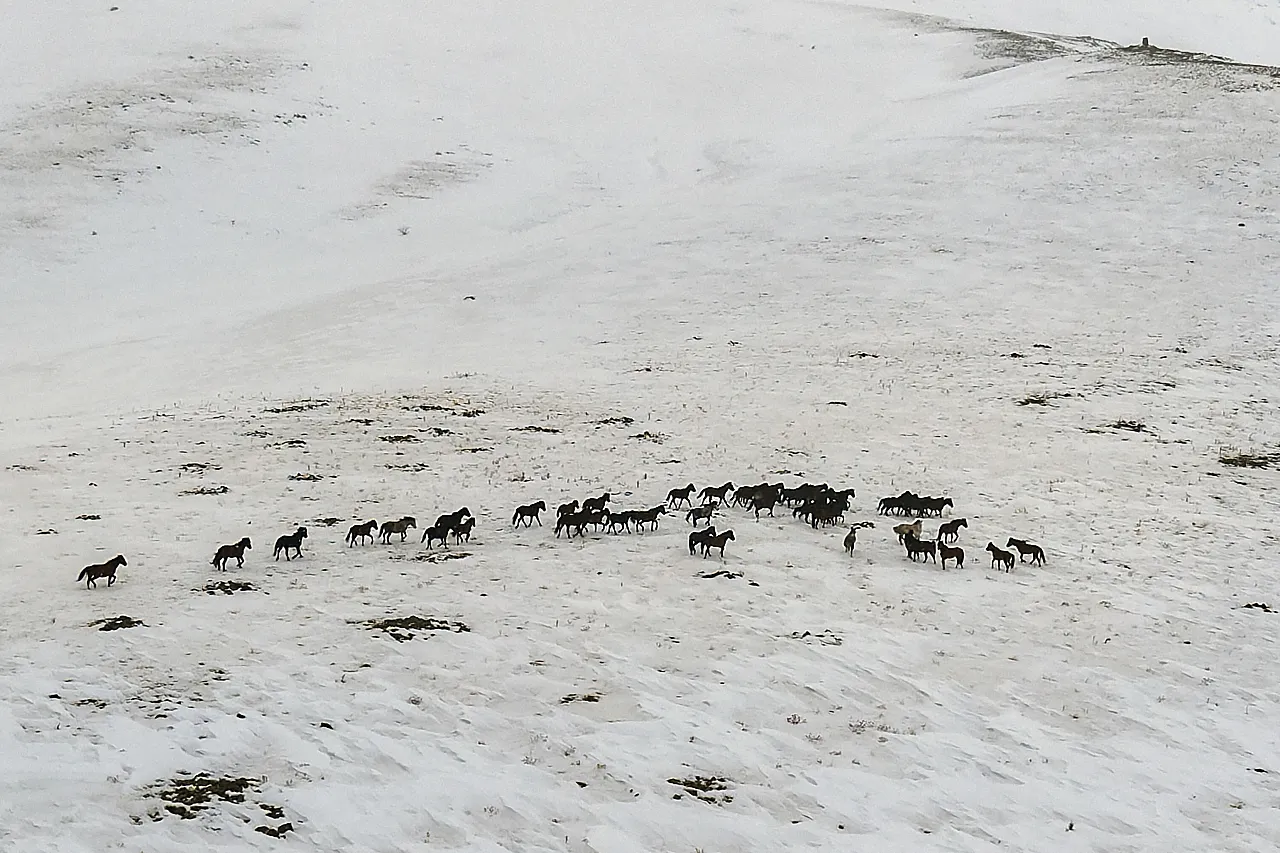 Yama Dağı'nda Zorlu Kış: Yılkı Atları Karla Mücadele Ediyor