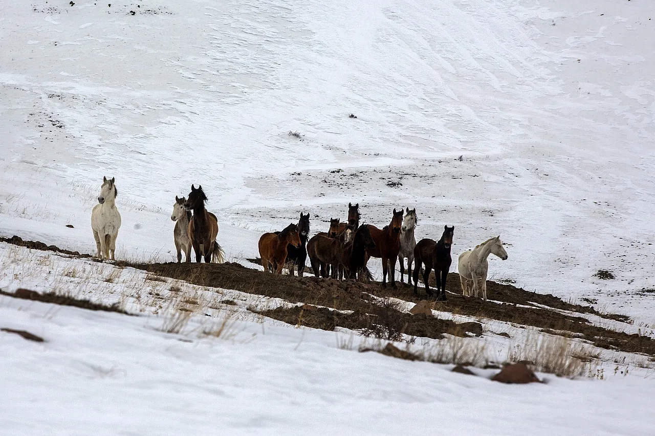 Yama Dağı'nda Zorlu Kış: Yılkı Atları Karla Mücadele Ediyor