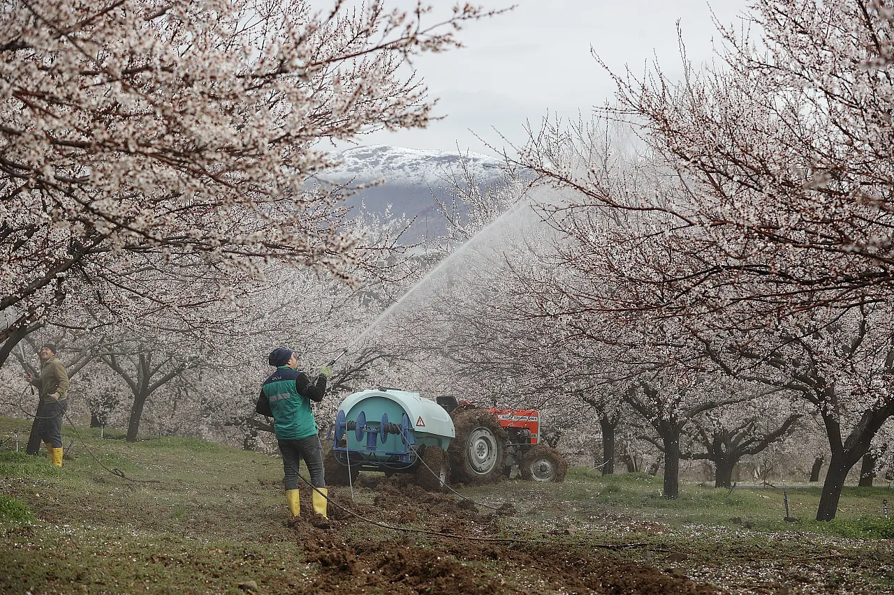 Dünya Kayısı Başkenti Malatya'da Görsel Şölen: Bahçeler Beyaza Büründü!