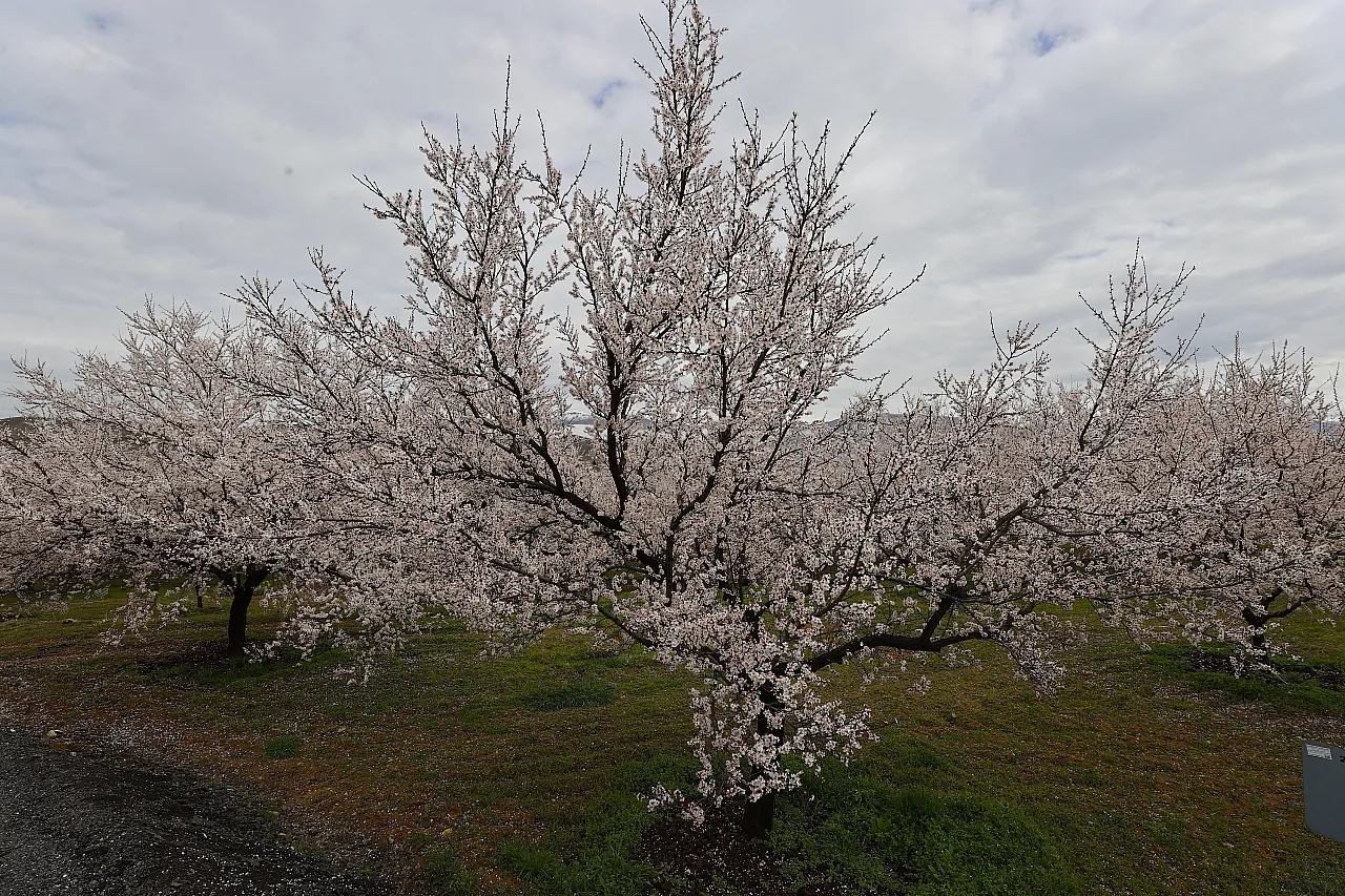 Dünya Kayısı Başkenti Malatya'da Görsel Şölen: Bahçeler Beyaza Büründü!