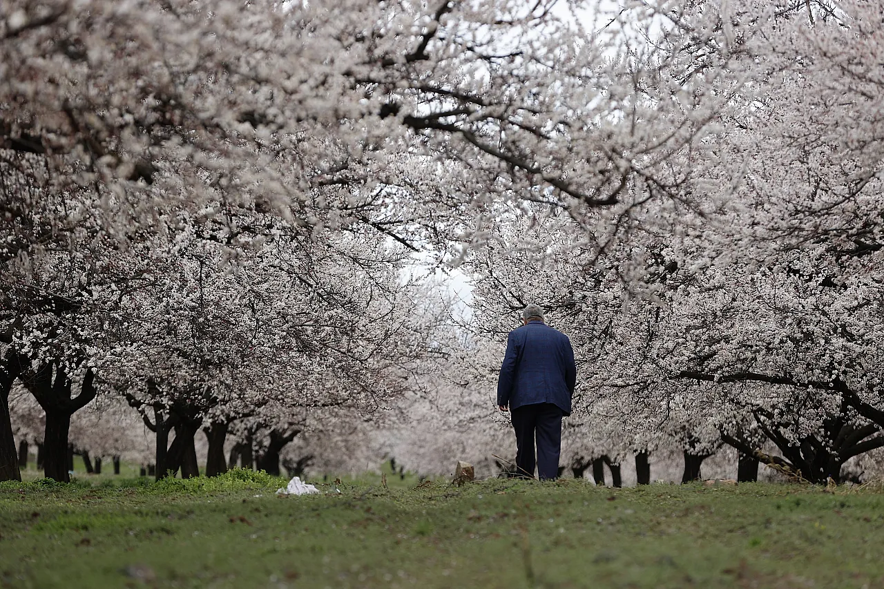 Dünya Kayısı Başkenti Malatya'da Görsel Şölen: Bahçeler Beyaza Büründü!