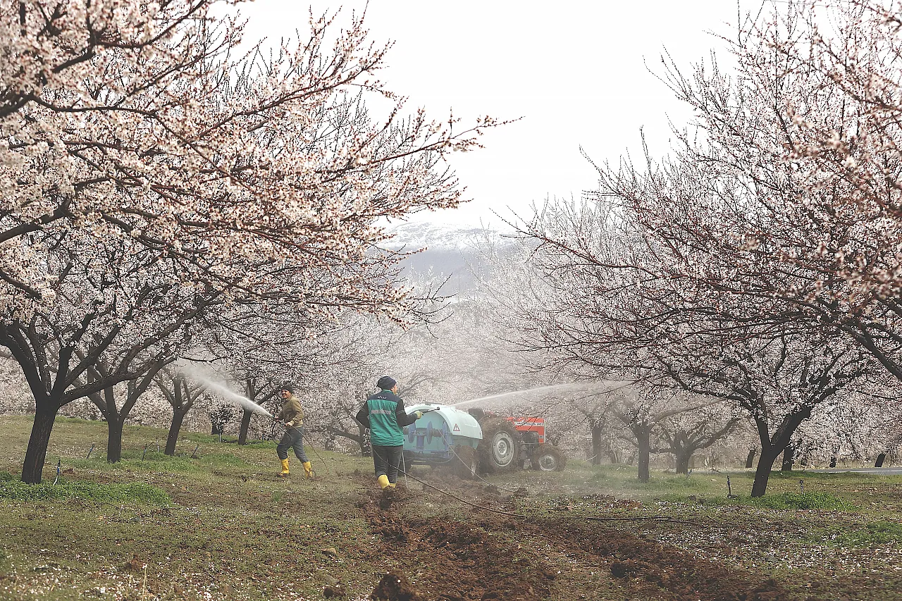 Dünya Kayısı Başkenti Malatya'da Görsel Şölen: Bahçeler Beyaza Büründü!