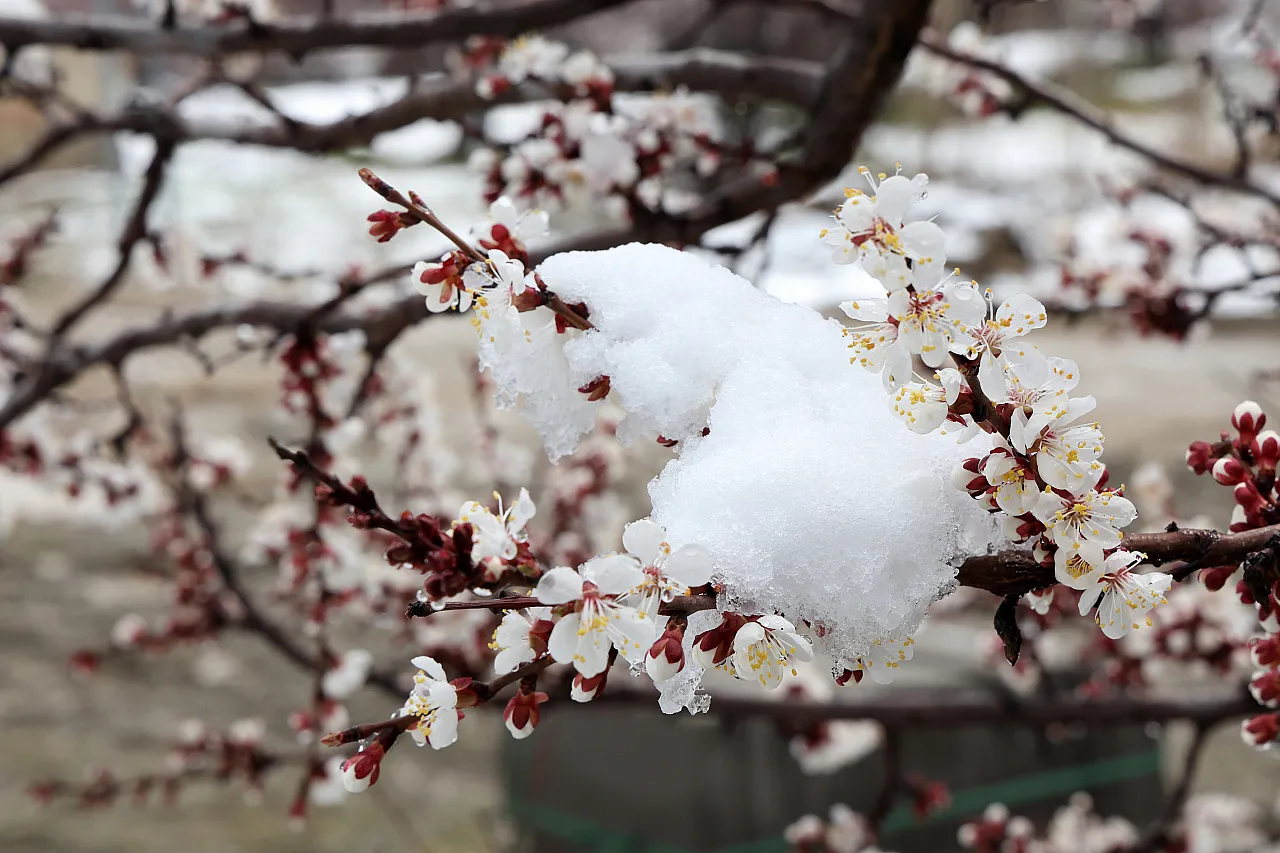 Malatya'da Kar Mesaisi! Üretici Don Riskine Karşı Teyakkuzda
