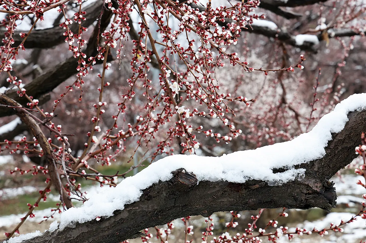 Malatya'da Kar Mesaisi! Üretici Don Riskine Karşı Teyakkuzda