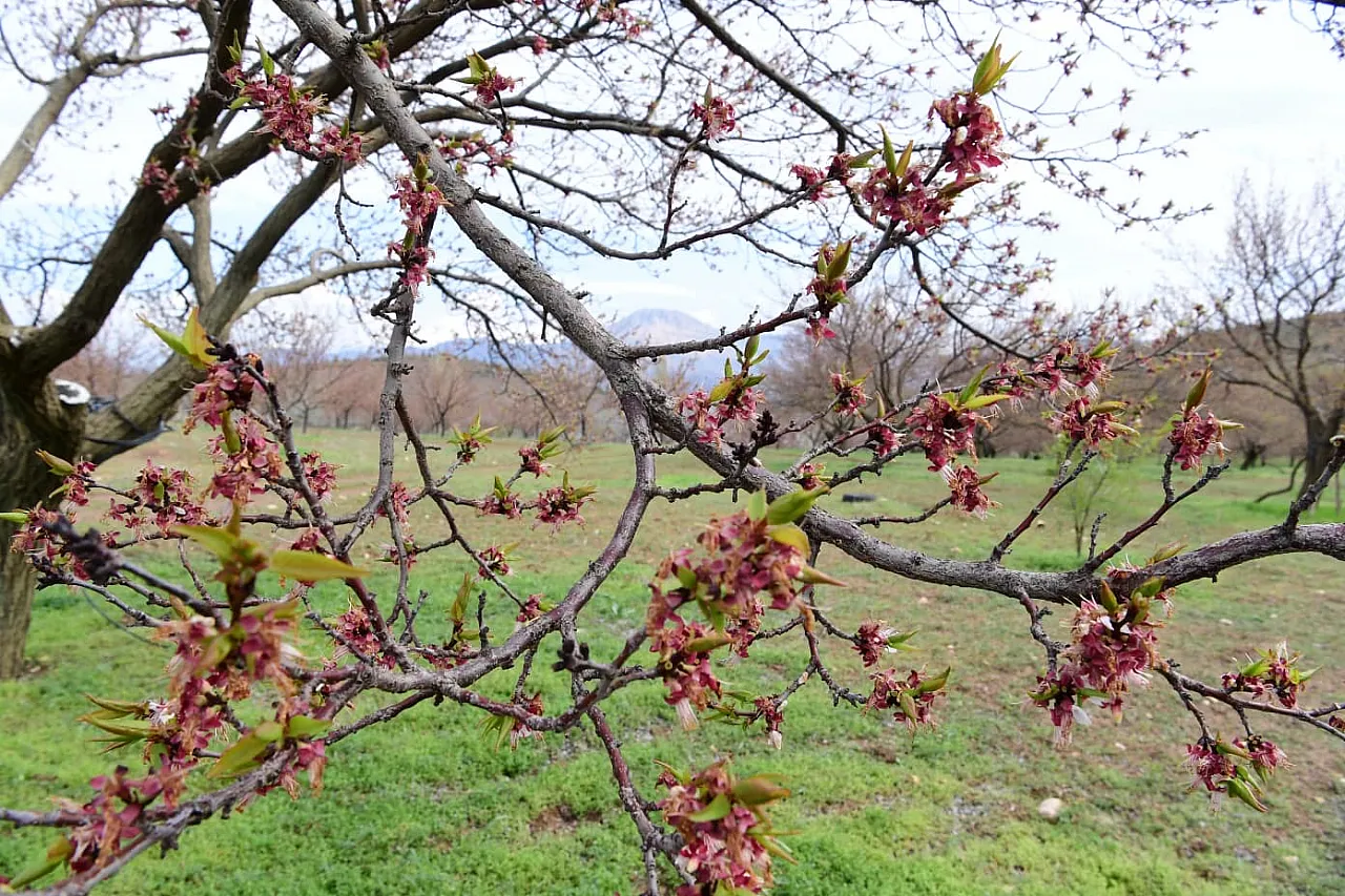 Başkan Sami Er Dolu Mağduru İlçelerde! Hasar Envanteri Çıkarılıyor