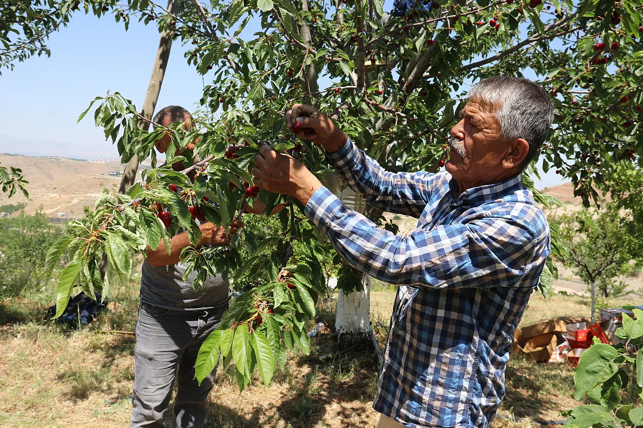 Malatya'nın Dalbastı Kirazında Rekor Sezon! Üretici Bu Yıl Yüzünü Güldürdü