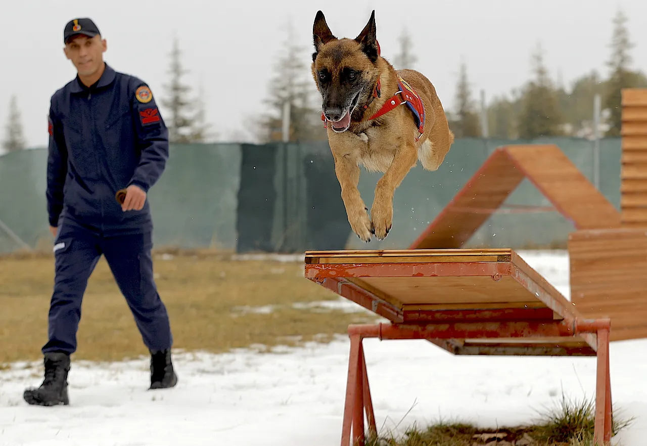 Malatya'nın Kahraman Köpeği Sima Sınır Tanımıyor!