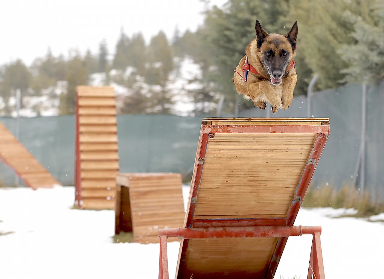 Malatya'nın Kahraman Köpeği Sima Sınır Tanımıyor!