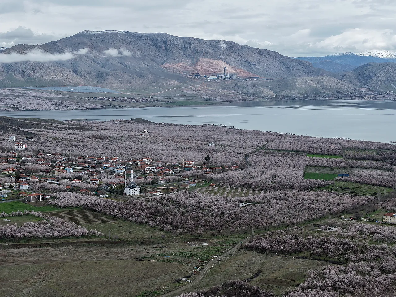 Dünya Kayısı Başkenti Malatya'da Görsel Şölen: Bahçeler Beyaza Büründü!