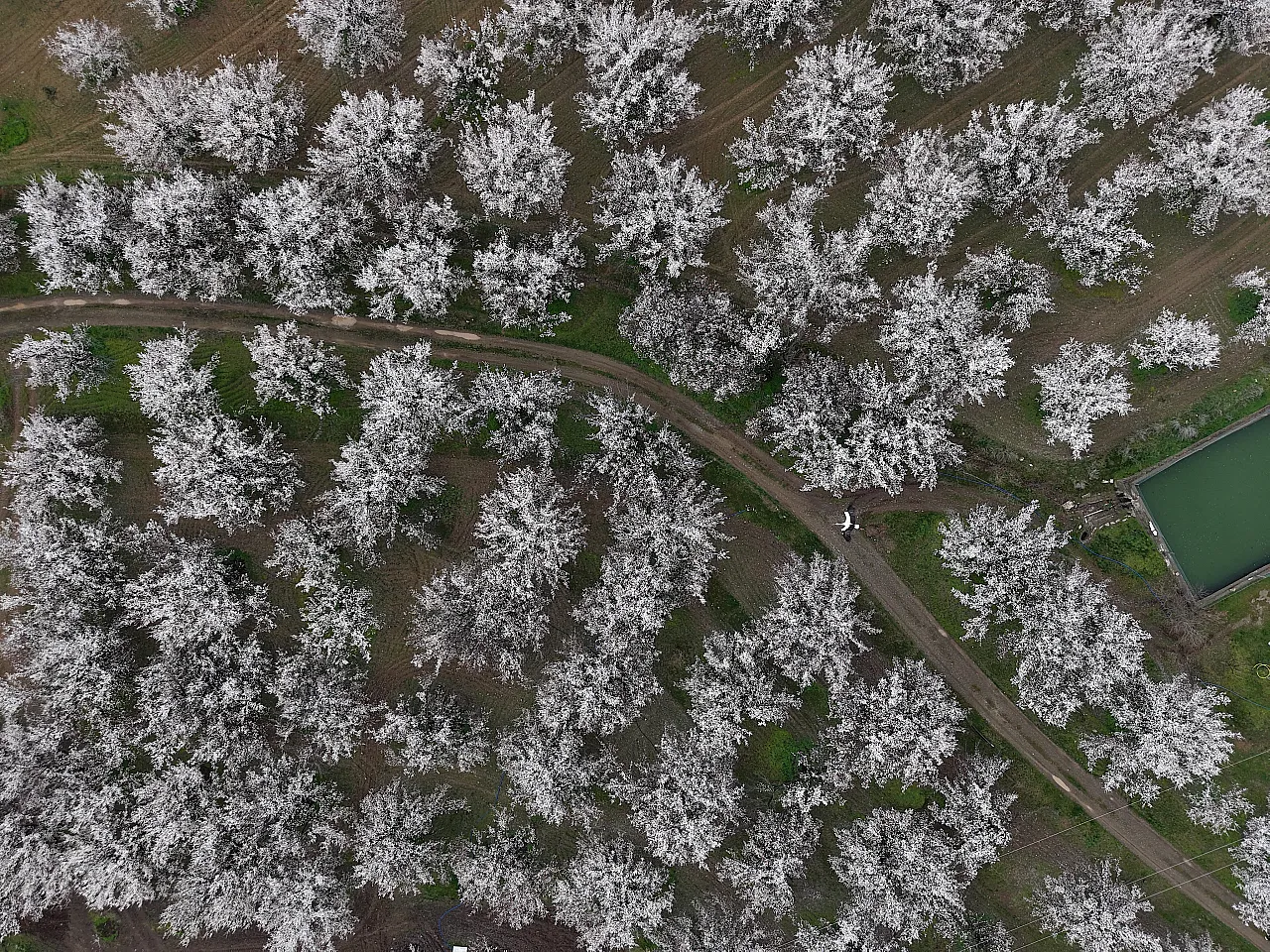 Dünya Kayısı Başkenti Malatya'da Görsel Şölen: Bahçeler Beyaza Büründü!