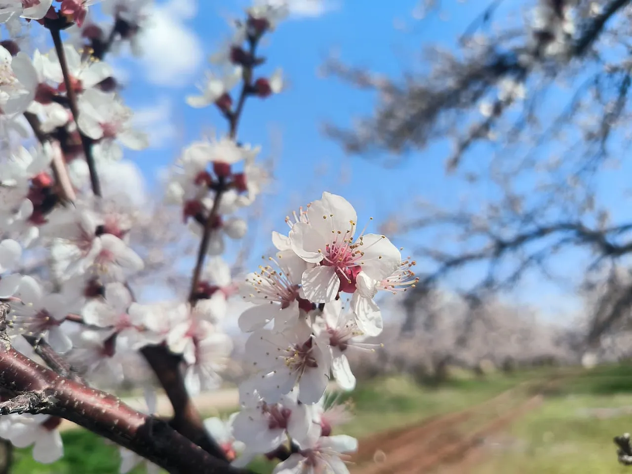 Malatya Doğanşehir'de Kayısı Çiçekleri Görsel Şölen Başlattı!