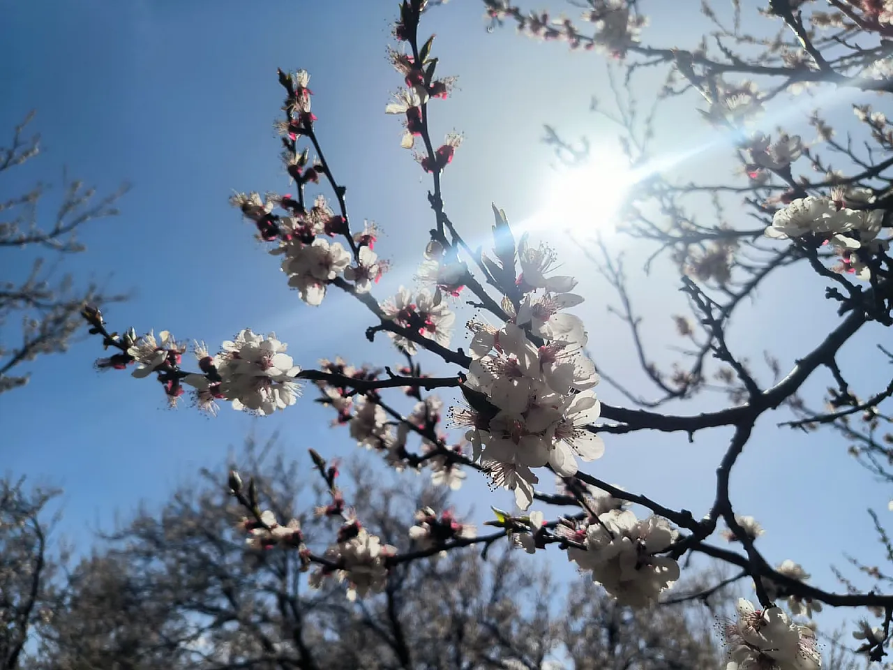 Malatya Doğanşehir'de Kayısı Çiçekleri Görsel Şölen Başlattı!