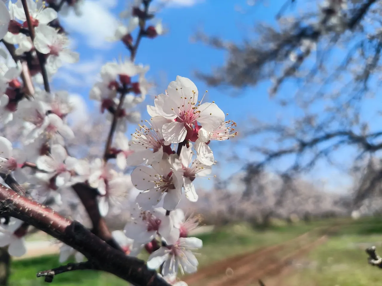Malatya Doğanşehir'de Kayısı Çiçekleri Görsel Şölen Başlattı!
