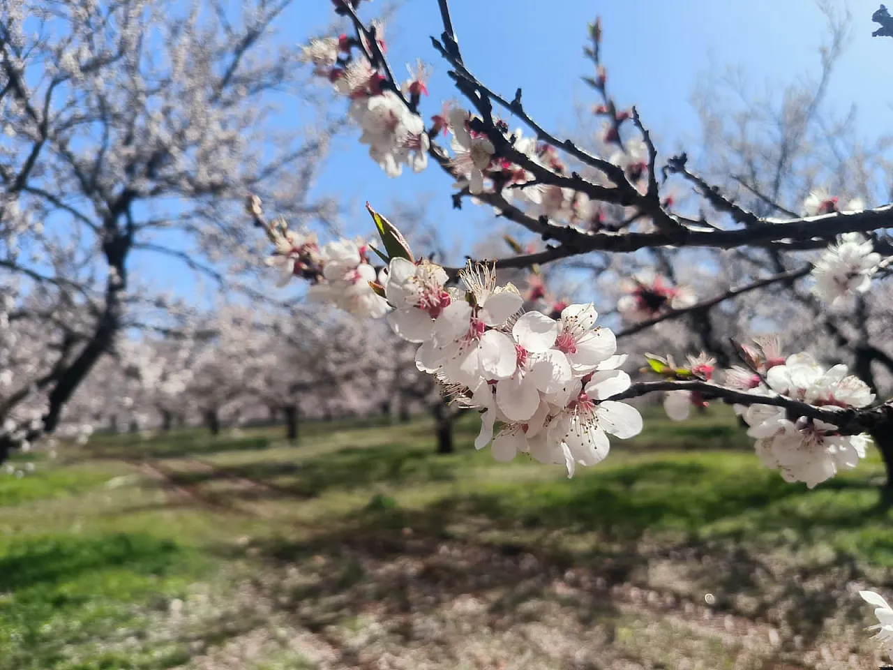 Malatya Doğanşehir'de Kayısı Çiçekleri Görsel Şölen Başlattı!