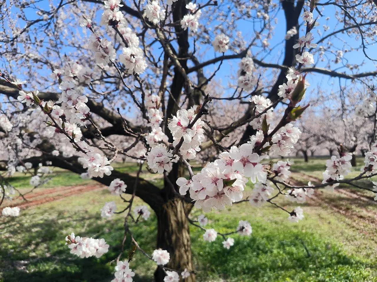 Malatya Doğanşehir'de Kayısı Çiçekleri Görsel Şölen Başlattı!