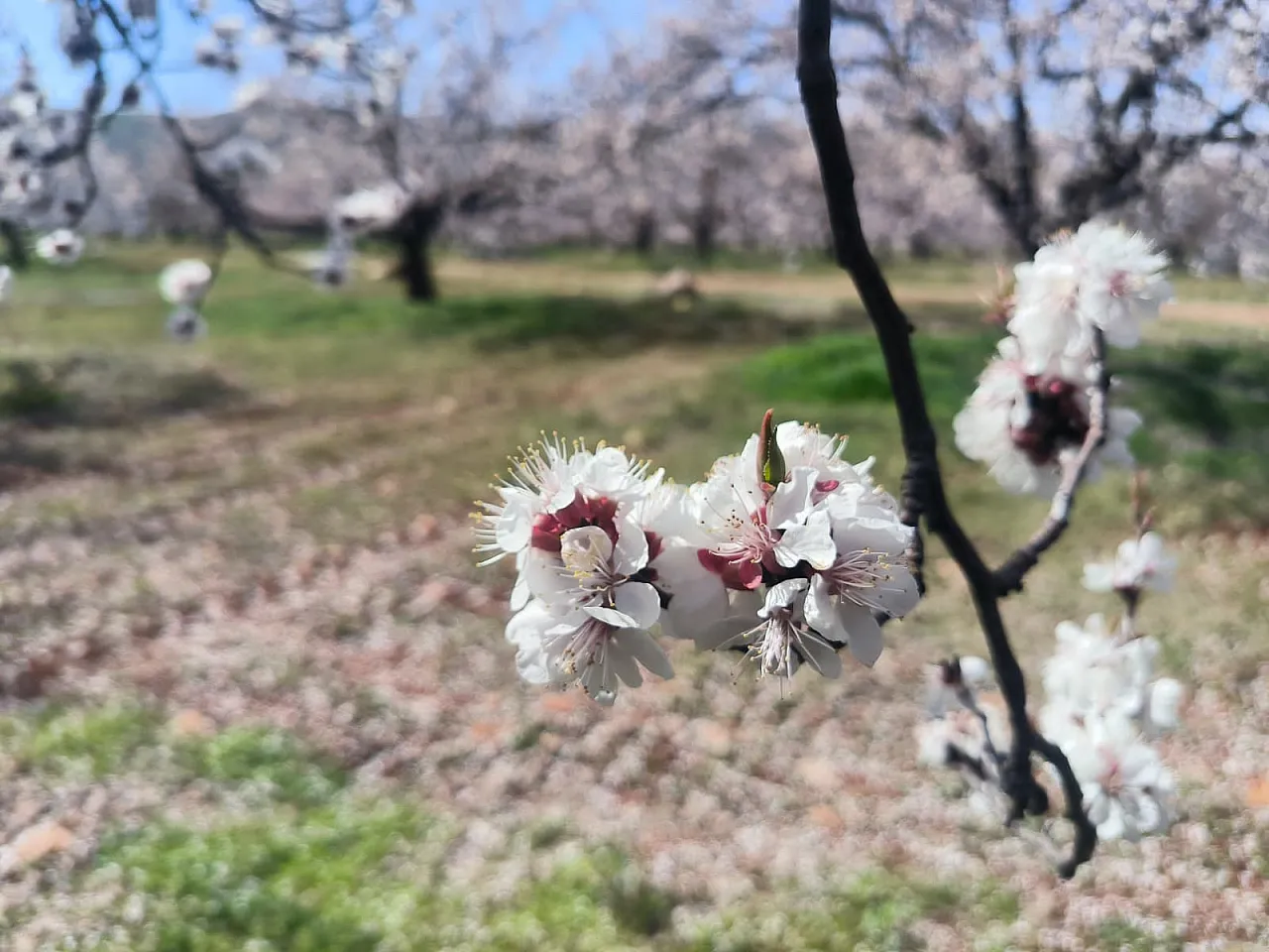 Malatya Doğanşehir'de Kayısı Çiçekleri Görsel Şölen Başlattı!