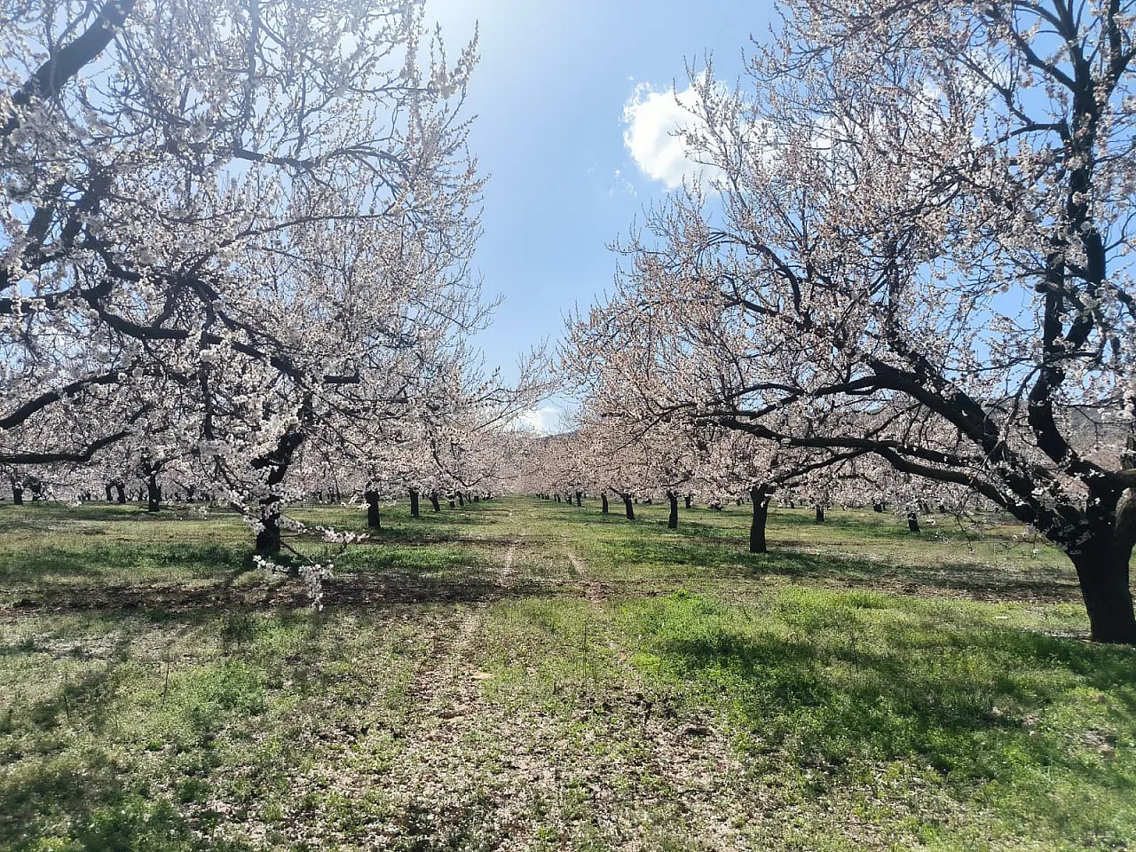 Malatya Doğanşehir'de Kayısı Çiçekleri Görsel Şölen Başlattı!