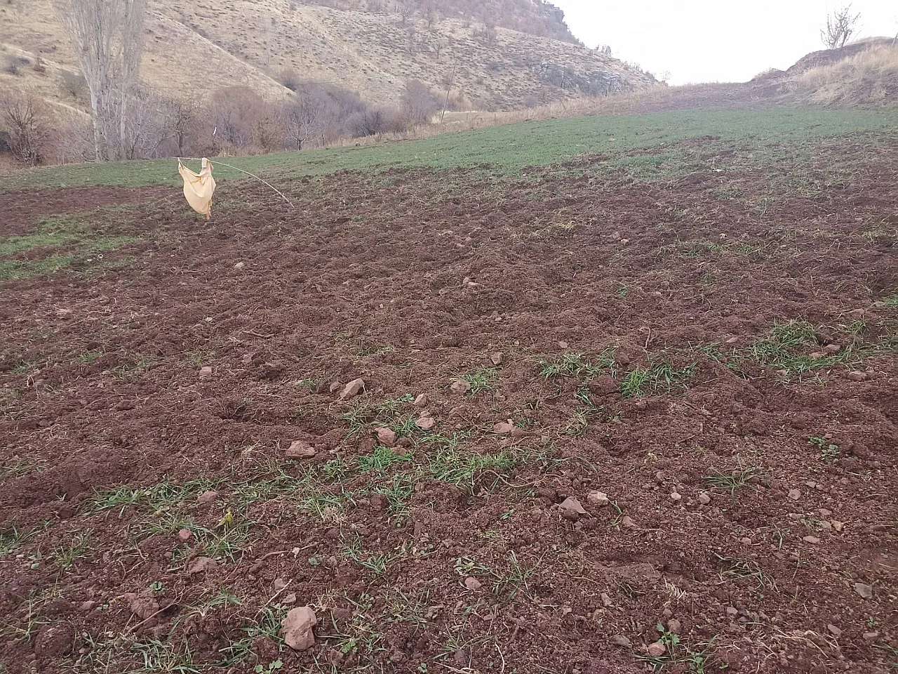 Malatya Pütürge'de Çiftçinin Domuzla İmtihanı! Mahsuller Talan Edildi, Sistemler Parçalandı