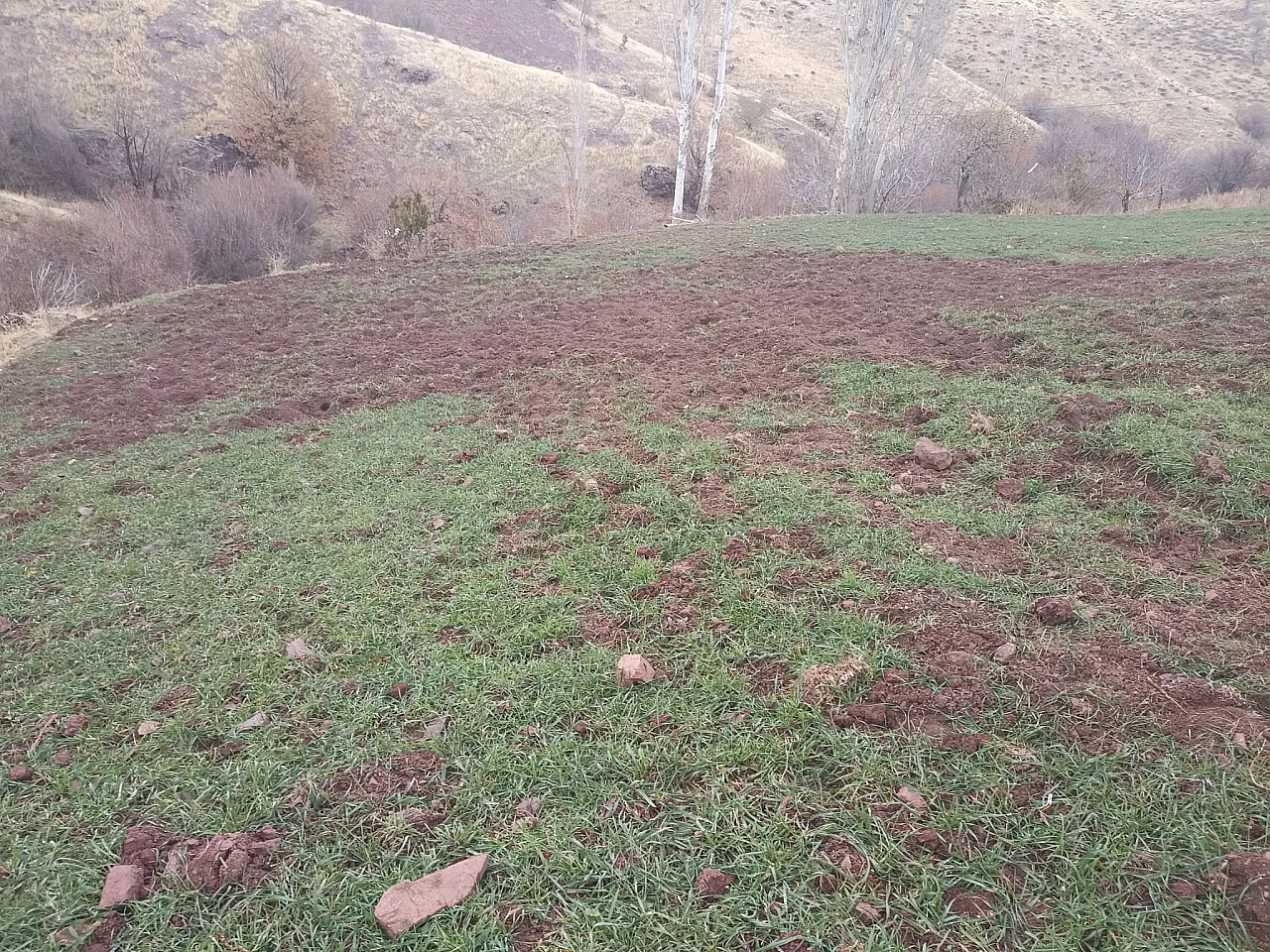 Malatya Pütürge'de Çiftçinin Domuzla İmtihanı! Mahsuller Talan Edildi, Sistemler Parçalandı