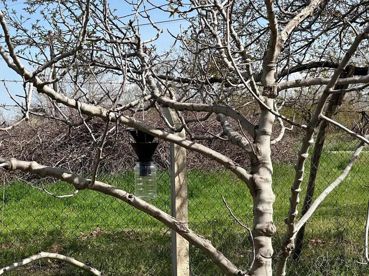 Malatya'da Kayısıyı Kokarcadan Koruyacak Tuzaklar Kuruldu!