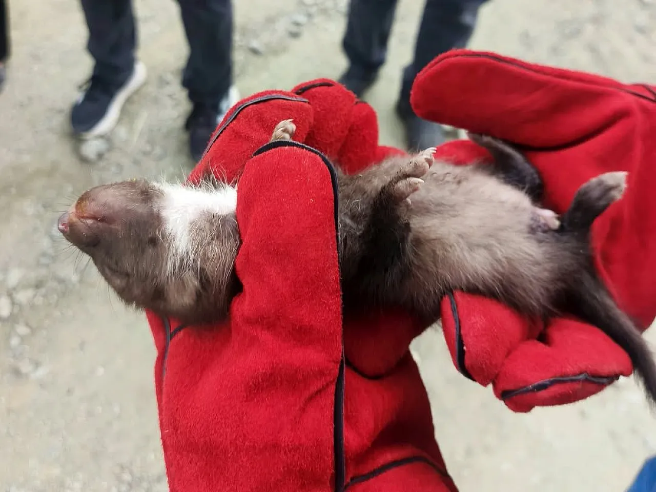 Malatya Doğanşehir'de Annesiz Kalan Yavru Sansar Koruma Altında!