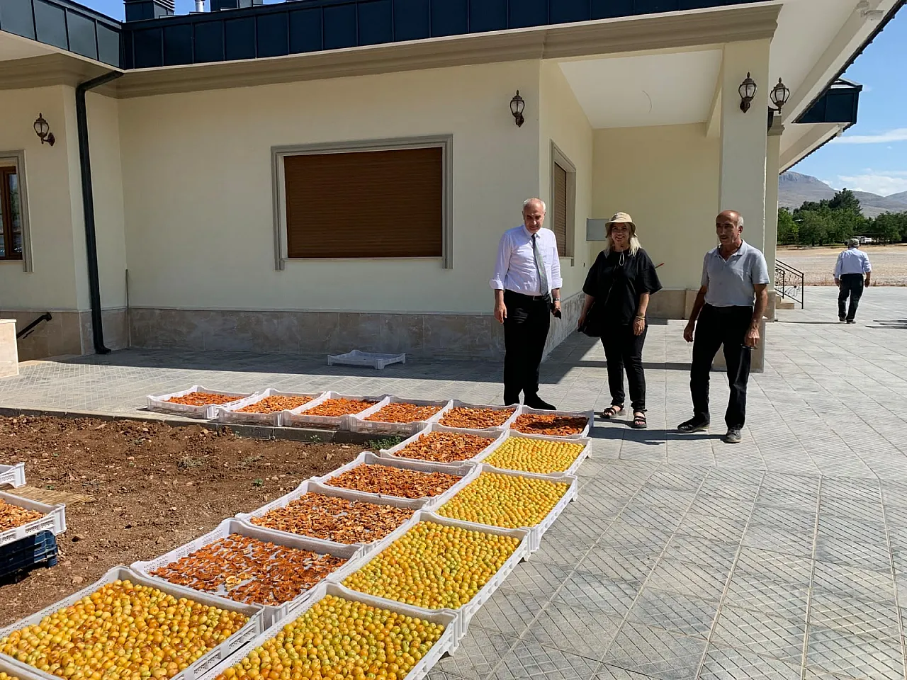 Malatya'da Kayısı Hasadı Sahada Değerlendirildi! Üreticilerin Talepleri Dinlendi