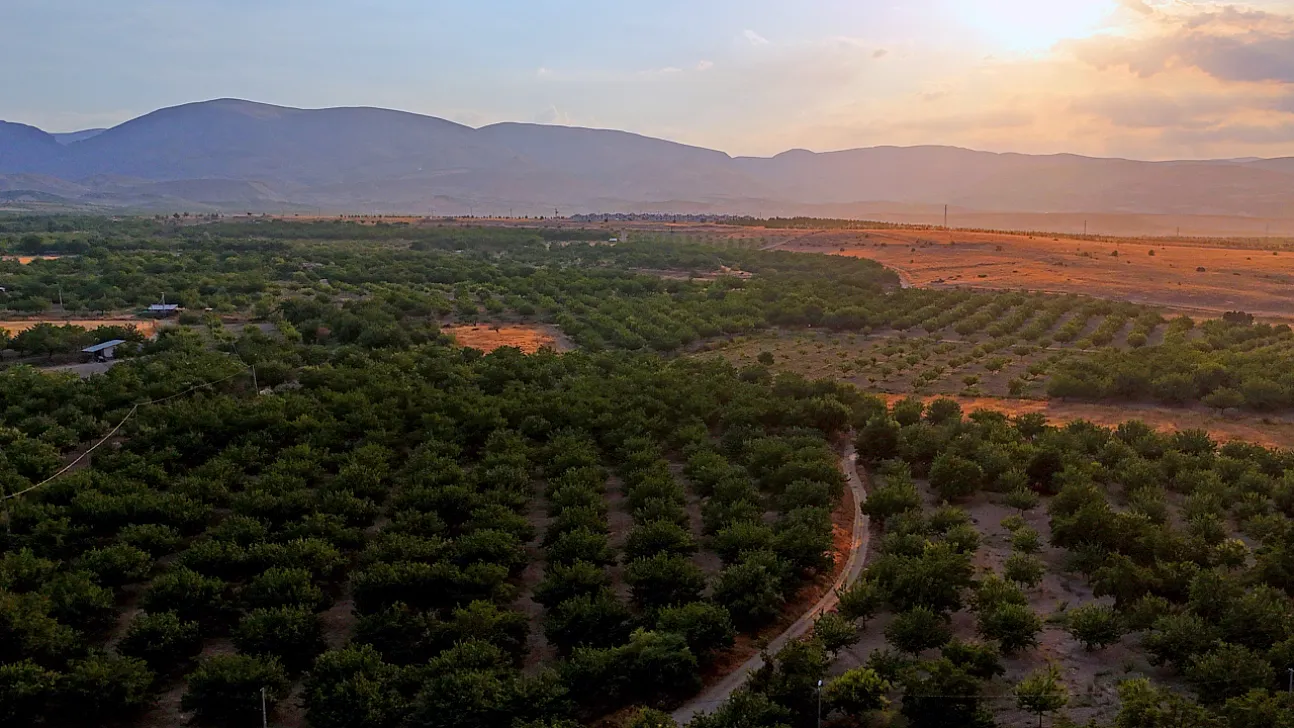 Malatya'da Kayısı Sadece Geçim Kaynağı Değil! Milyonlarca Ağaç Ekolojik Dengeyi Destekliyor