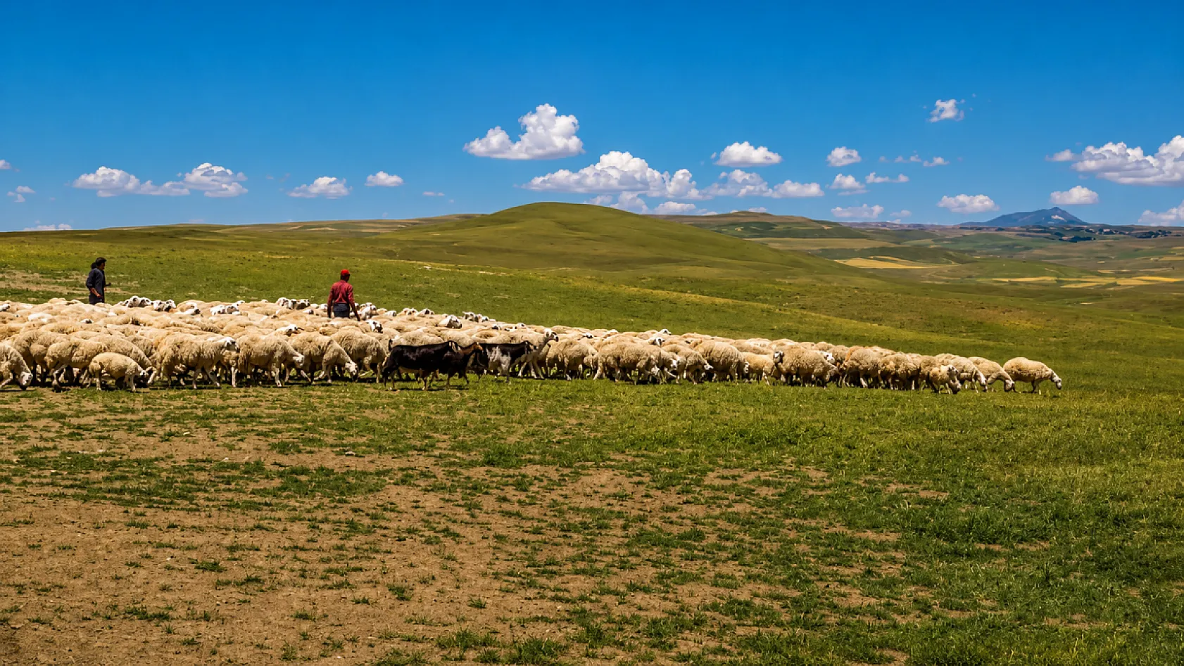 Malatya Yayla Sezonunu Açtı! Küçükbaş Yetiştiricileri Zorlu Sürece Hazırlanıyor