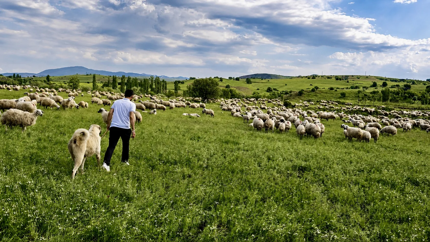 Malatya Yayla Sezonunu Açtı! Küçükbaş Yetiştiricileri Zorlu Sürece Hazırlanıyor