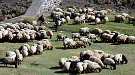 Aksaray'da Hayvancılıkta Yeni Dönem!