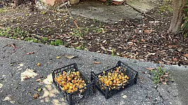 Alanya'da İnanılmaz Tablo! Bir Zamanlar Para Basıyordu, Şimdi Alana Bedava!