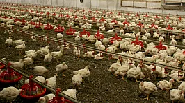 Avustralya'da Kuş Gribine Karşı Yeni Hamle!
