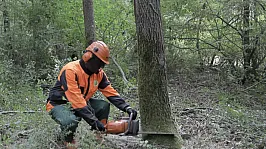 Çatalca'da Hem Alın Teri Hem Orman Nöbeti! Yeşil Miras Köylülere Emanet