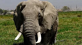 Doğanın Dev İlaç Deposu! Afrika Fillerinin Tıbbi Bitki Gizemi Çözüldü